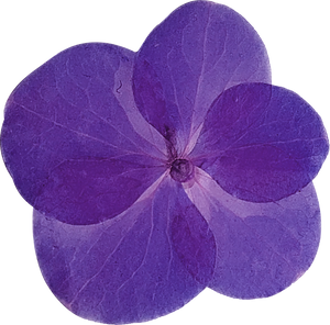 Purple Pressed Flower